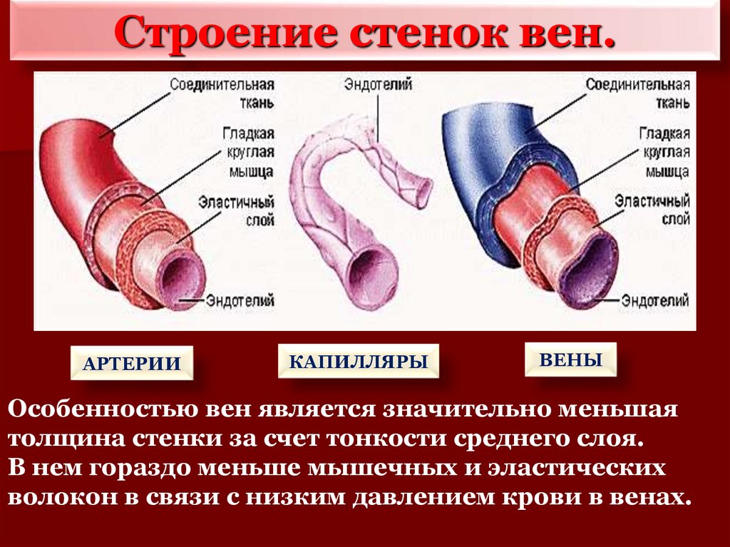 Строение стенки вен