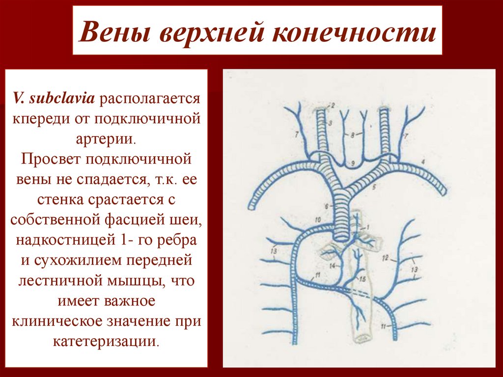 Заслонка нижней полой вены анатомия. Венозный и ликворный отток.