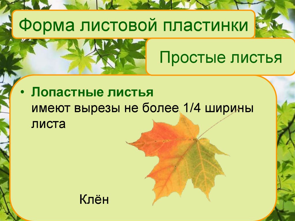 Тест строение листа 6 класс