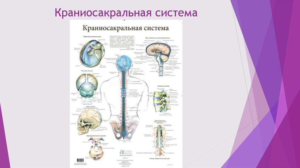 Краниосакральная терапия - презентация онлайн