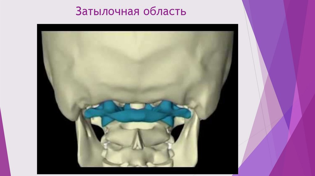 Краниосакральная терапия - презентация онлайн