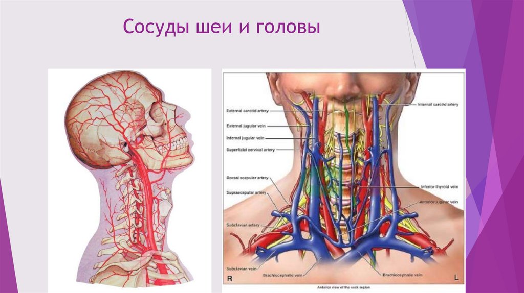 Краниосакральная терапия - презентация онлайн