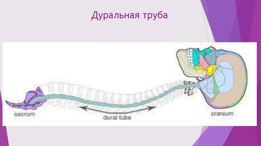 Краниосакральная терапия - презентация онлайн