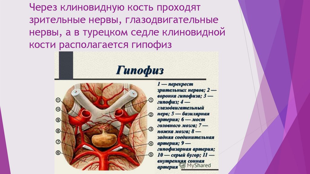 Краниосакральная терапия - презентация онлайн