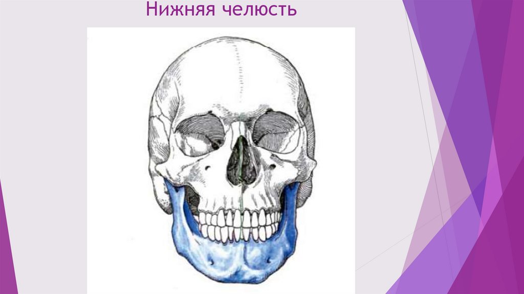 Краниосакральная терапия - презентация онлайн