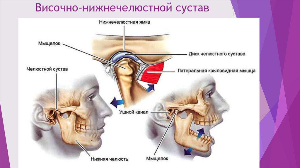 Краниосакральная терапия - презентация онлайн