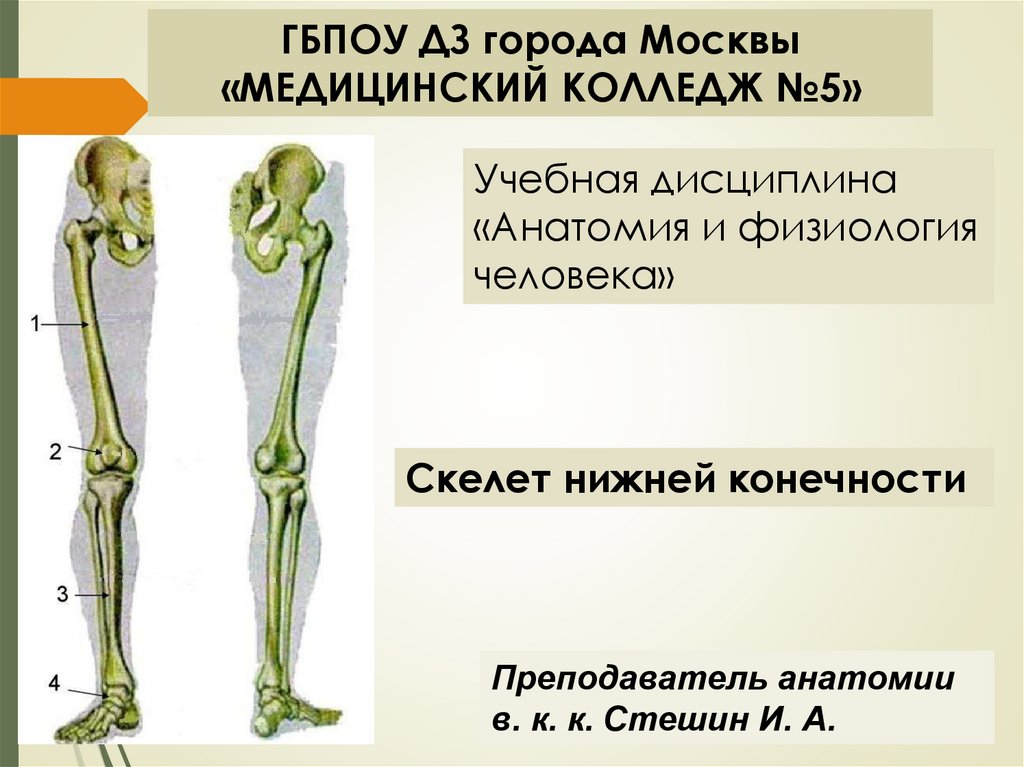 Функция скелета передних конечностей