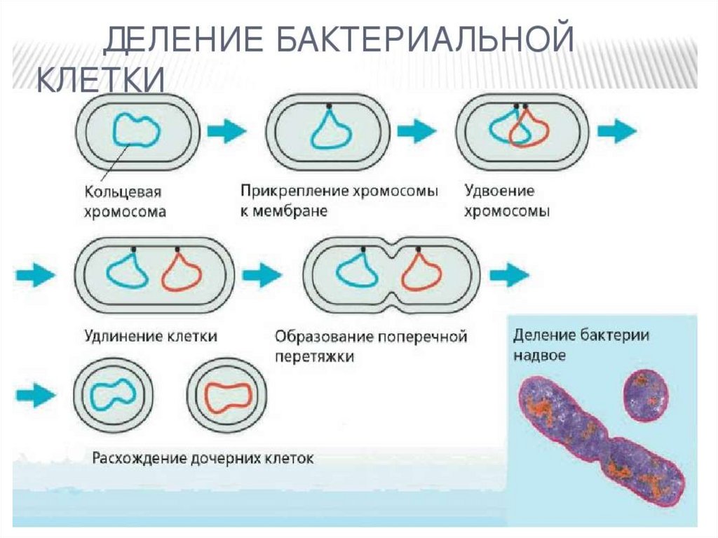 Кольцевая хромосома 2. Схема бинарного деления бактериальной клетки. Бинарное деление бактерий бесполое. Этапы бинарного деления бактериальной клетки. Бинарное деление бактерий схема.
