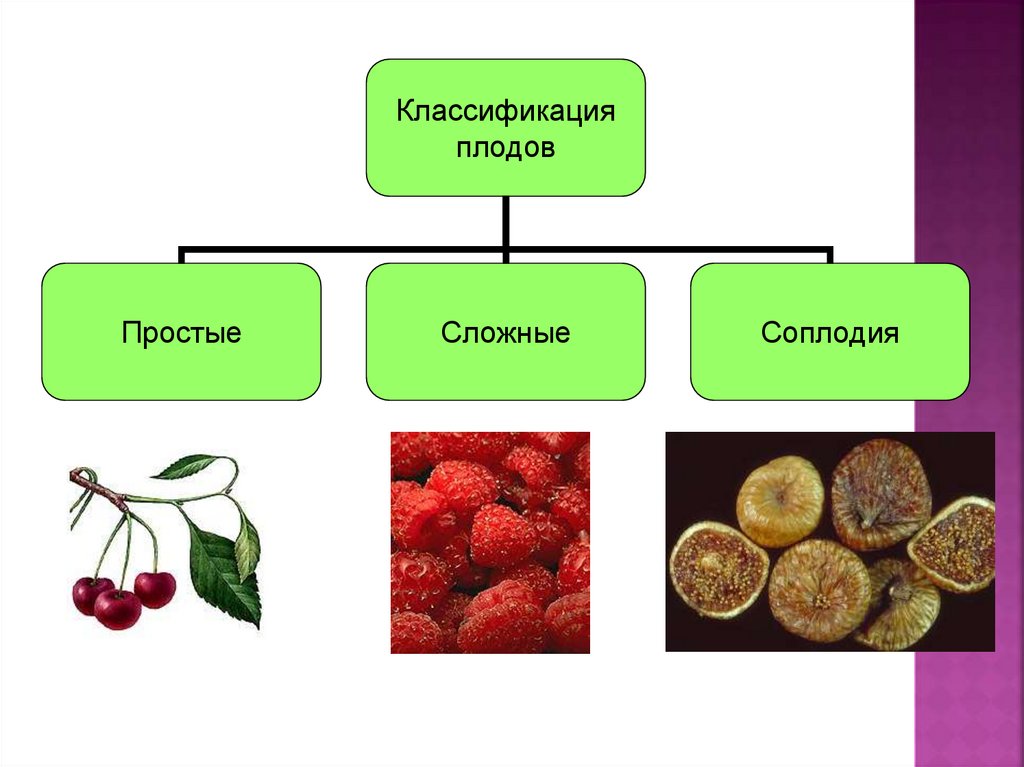 Плоды ягодовидные рисунок