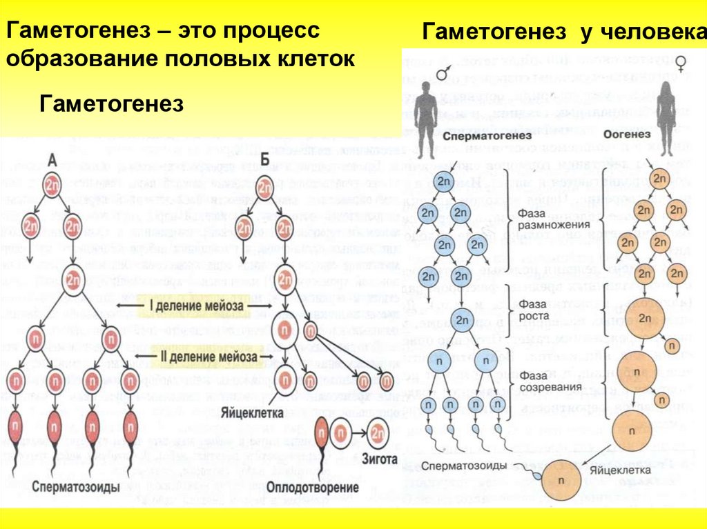 Установите соответствие между признаком гаметогенеза