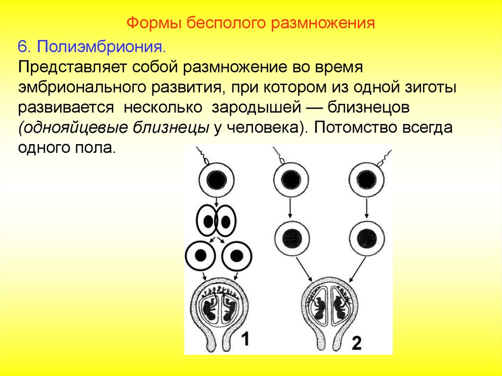 Назовите формы размножения. Формы размножения человека. Формы размножения организмов. Половые клетки гаплоидный набор хромосом. В каком размножении участвуют гаметы с гаплоидным набором хромосом.
