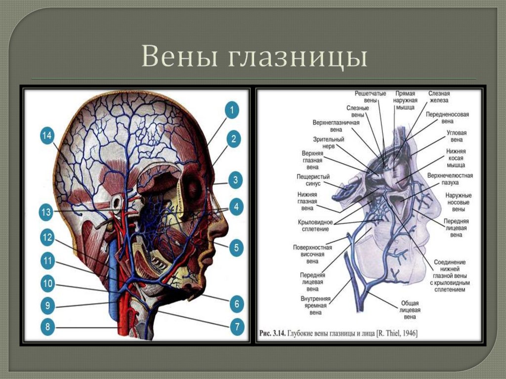 Мозговые вены - презентация онлайн
