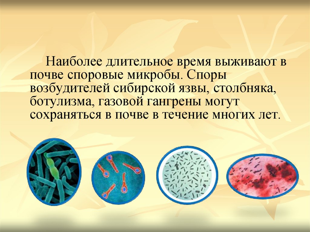 В скотомогильниках бактерии очень опасного заболевания. Возбудитель сибирской язвы споры. Возбудитель сибирской язвы в почве. Споры возбудителя ботулизма.