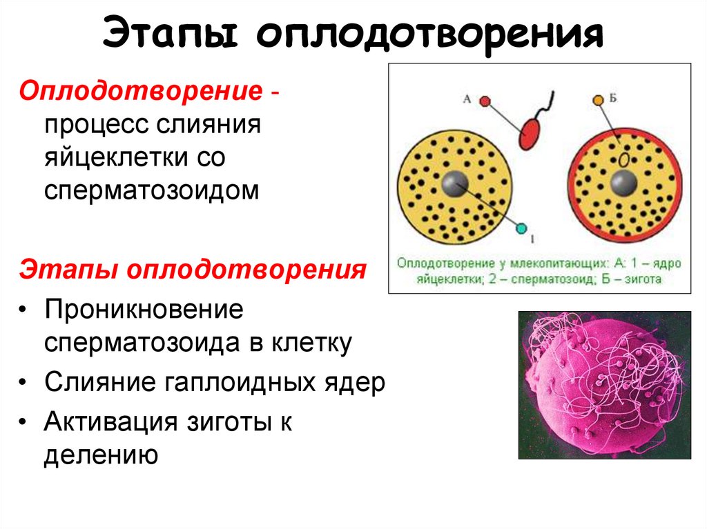 3 стадии оплодотворения