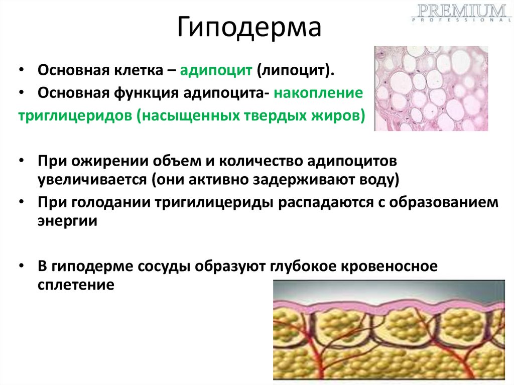 Гиподерма образована. Гиподерма строение. Функции гиподермы кожи человека.