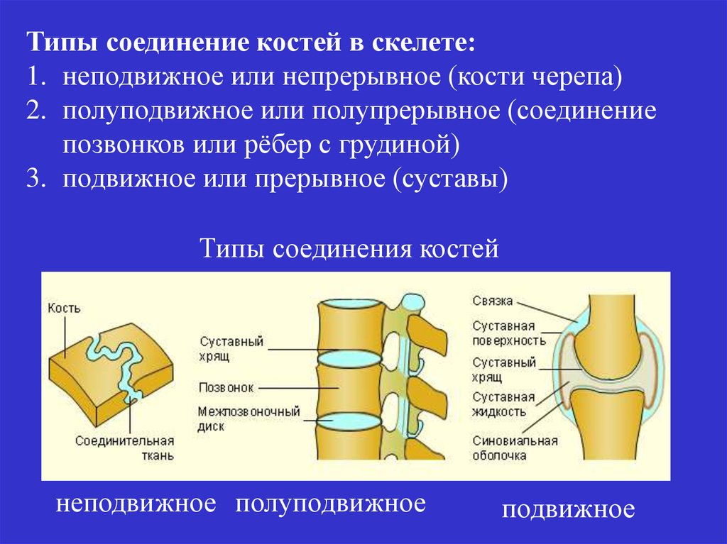 Полуподвижное соединение между. Типы соединений костей неподвижное полуподвижное подвижное. Схема строения соединения костей. Неподвижные полуподвижные и подвижные соединения костей. Соединения костей непрерывные прерывные симфизы.
