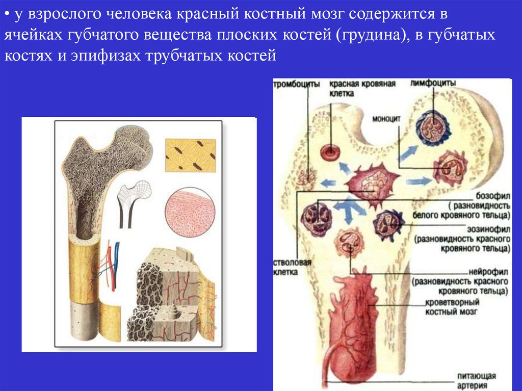 Функции костного мозга в трубчатой кости. Красный костный мозг локализован. Красный костный мозг в губчатой кости. Локализация желтого костного мозга. Костный мозг трубчатых костей.