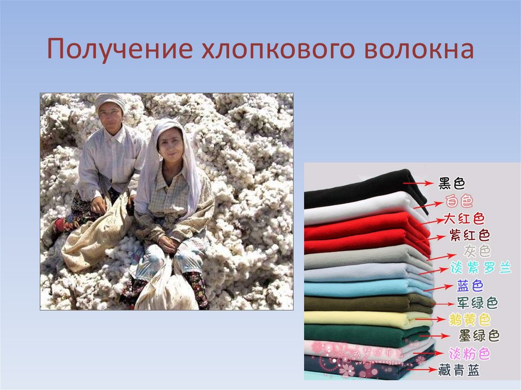 Получение хлопкового волокна