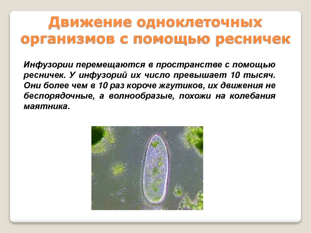 Одноклеточная брюс. Движение одноклеточных организмов. Передвижение одноклеточных. С помощью ресничек передвигается. Движение с помощью жгутиков и ресничек.