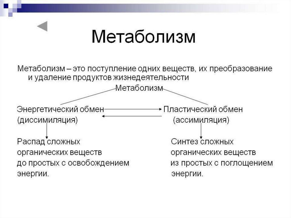 Основы обмена. Метаболические процессы. Метаболизм это кратко. Обмен веществ это процесс кратко. Обмен веществ метаболизм.