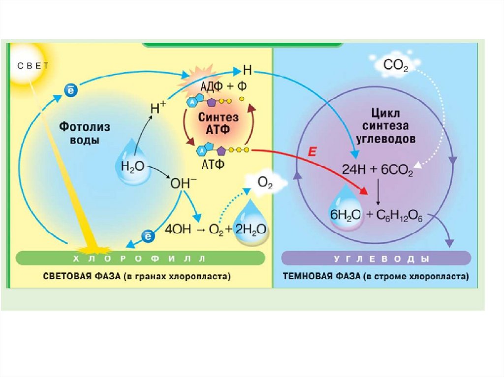 Фотосинтез биохимия презентация