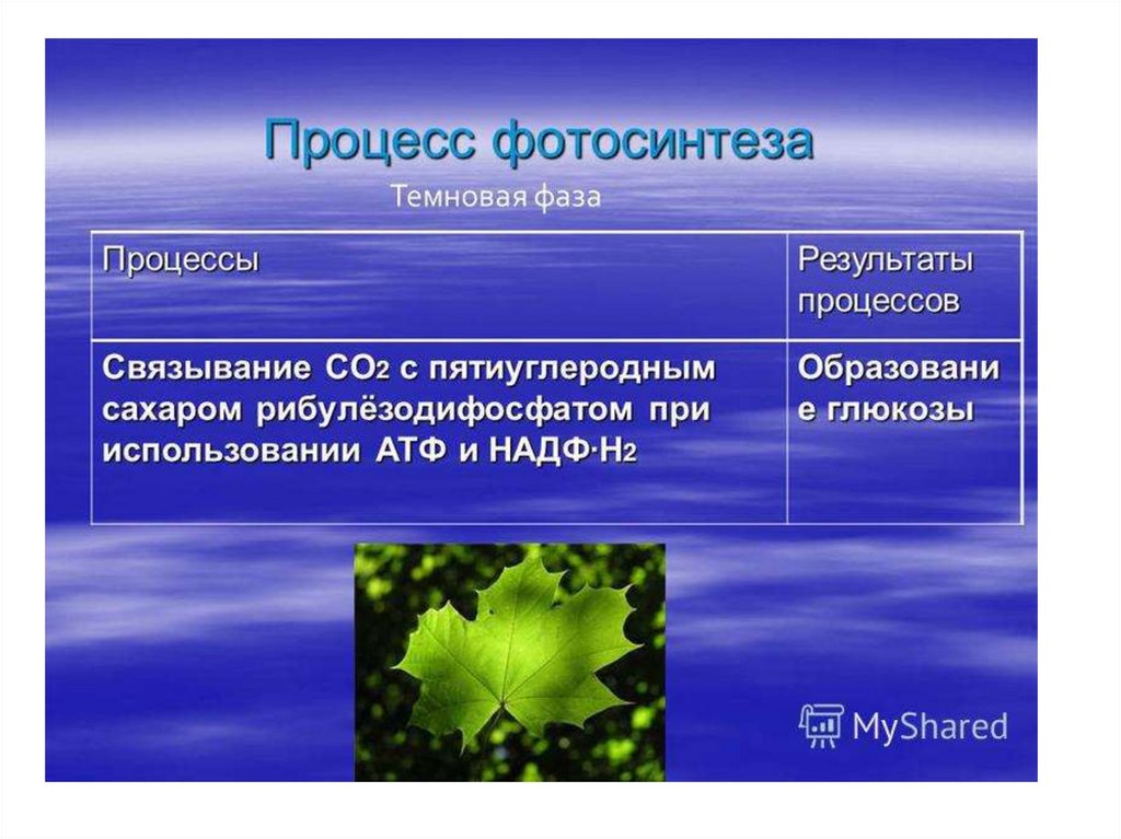 Организмы способные к фотосинтезу называют. Фотосинтез. Процесс фотосинтеза. Фотосинтез 9 класс. Что происходит при фотосинтезе.