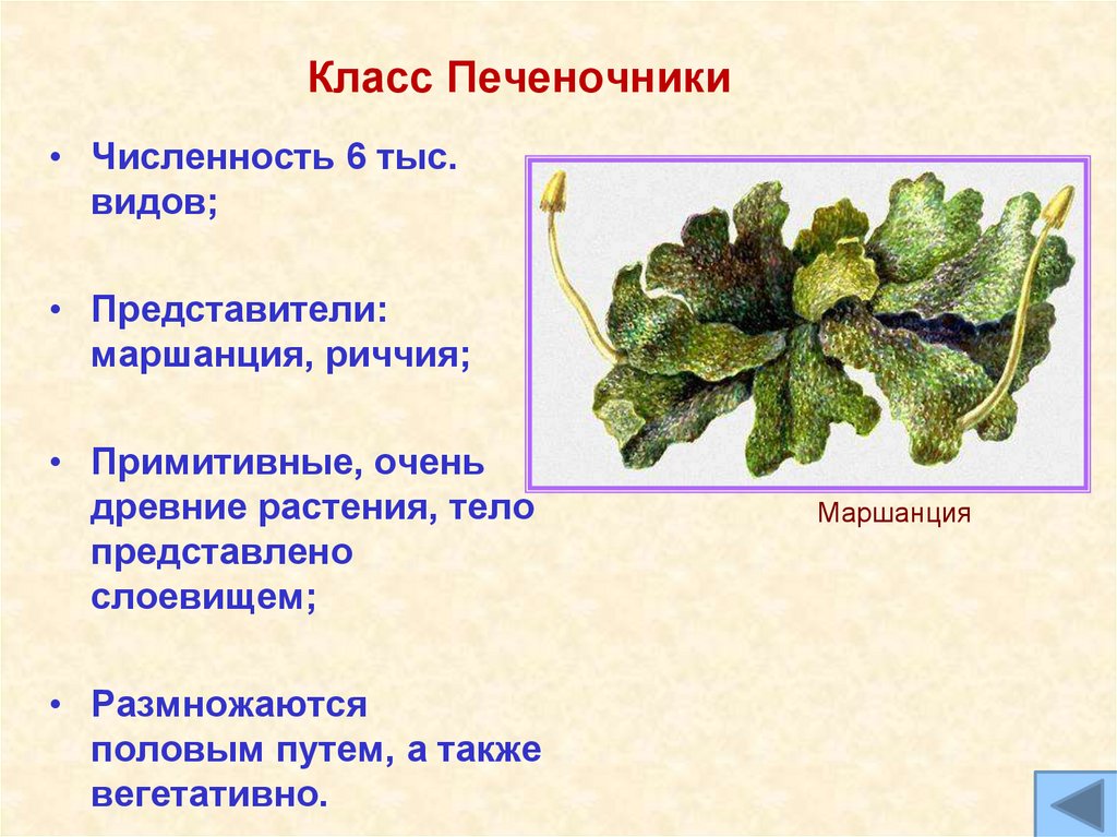 Класс Печеночники