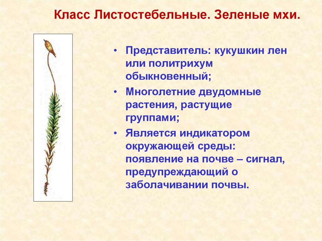 Класс Листостебельные. Зеленые мхи.