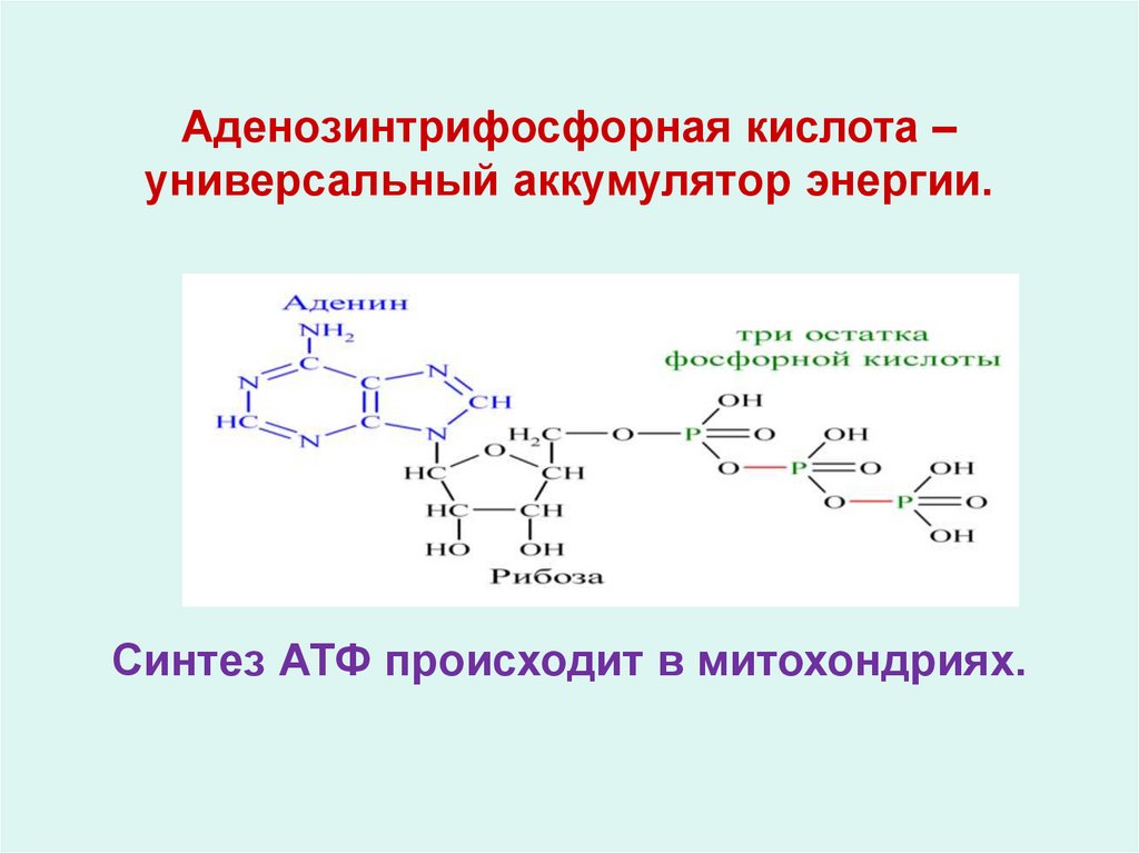 Продуктом является атф. Аденозинтрифосфорная кислота. Синтез энергии АТФ. Аденозинтрифосфорная кислота препарат. Синтез АТФ В митохондриях.