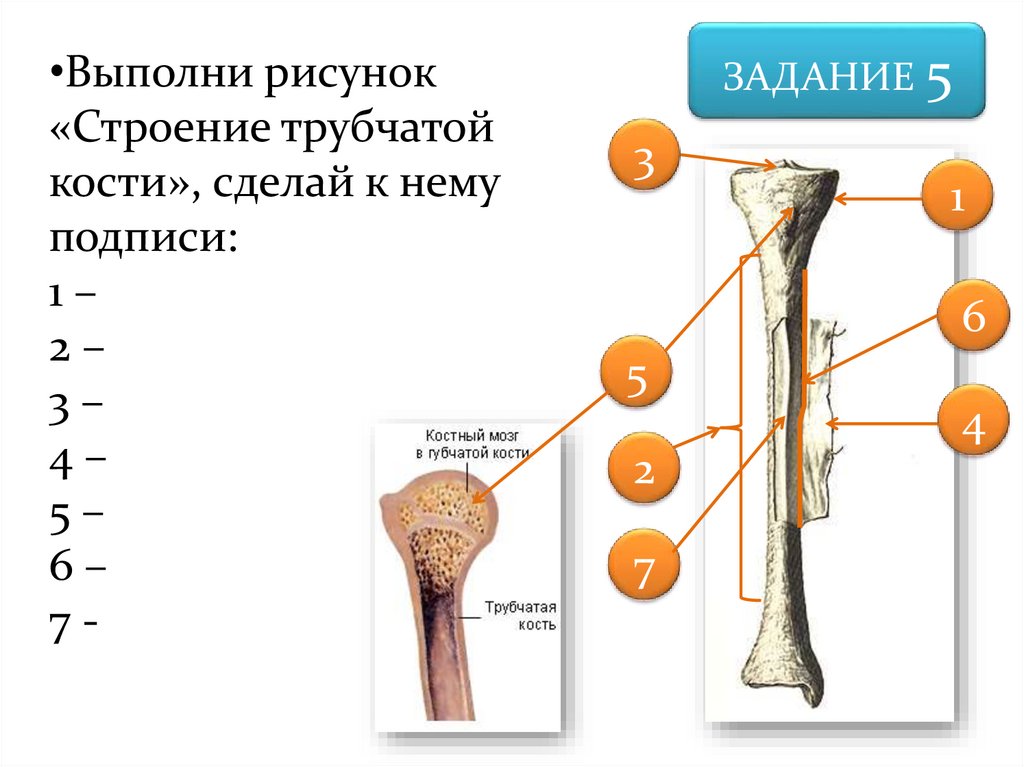 Части трубчатой кости