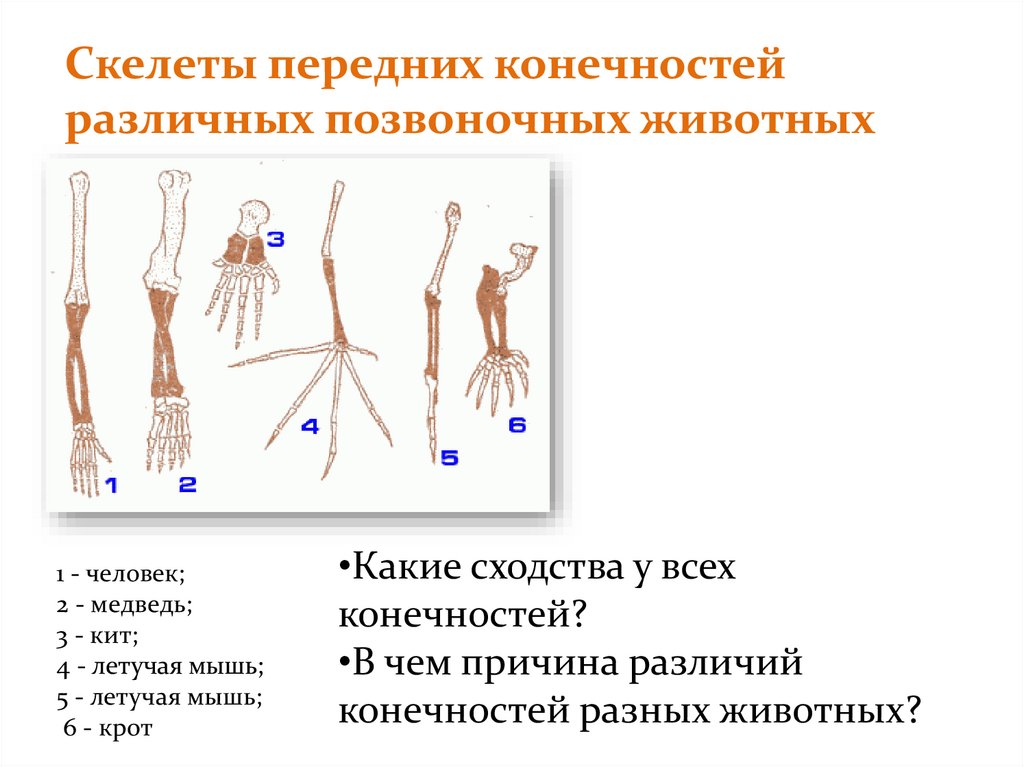 Функция скелета передних конечностей. Конечности позвоночных животных. Скелет передних конечностей у человека. Гомология скелета передней конечности позвоночных. Сходство и различия в строении передних конечностей позвоночных.