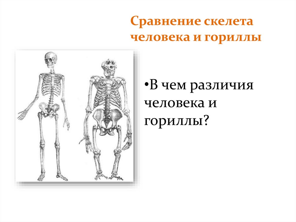 Отличие человека от животного скелет. Строение скелета гориллы и человека. Скелет человека и скелет гориллы. Скелет гориллы и человека сравнение. Сходство скелета гориллы и человека.