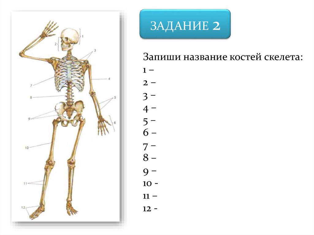 Кости скелета и хрящи. Скелет человека плечо. Скелет по названием костей скелета. Названия костей под шеей.