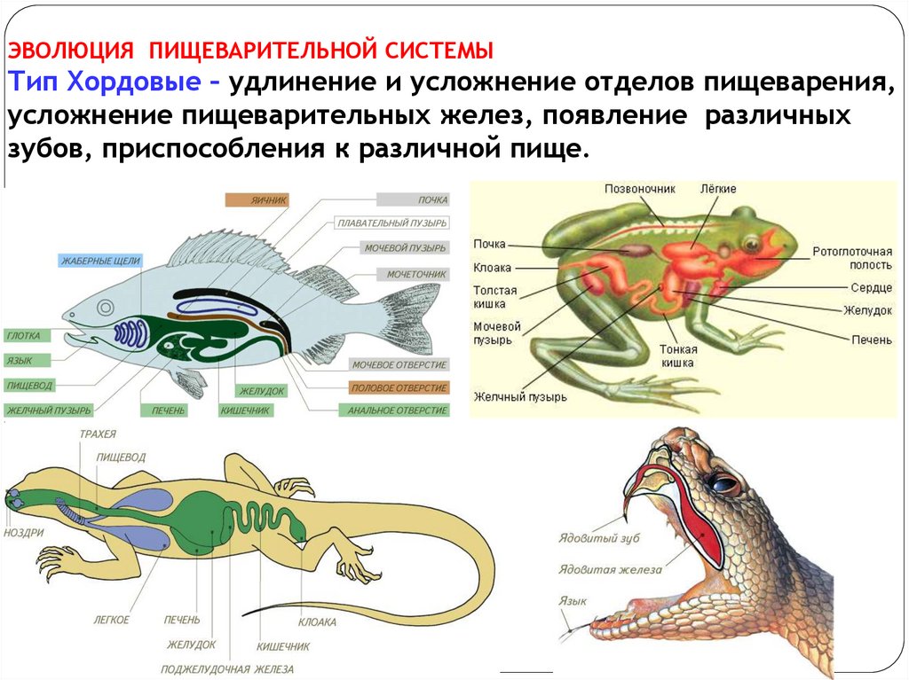 Питание и пищеварение у животных. Значение питания - online presentation
