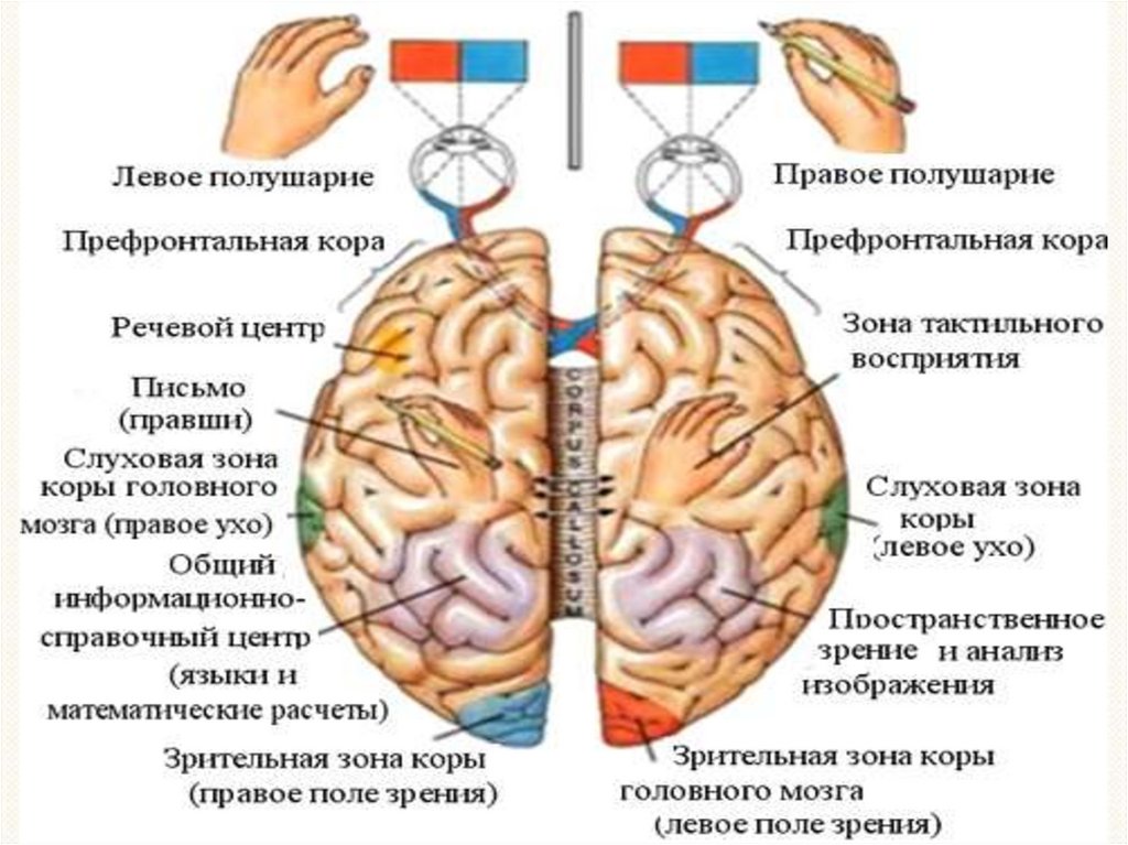 Что находится в полушариях мозга. Функции правого и левого полушария. Функции правого полушария. Левое и правое полушарие мозга функции. Функциональная межполушарная асимметрия мозга.