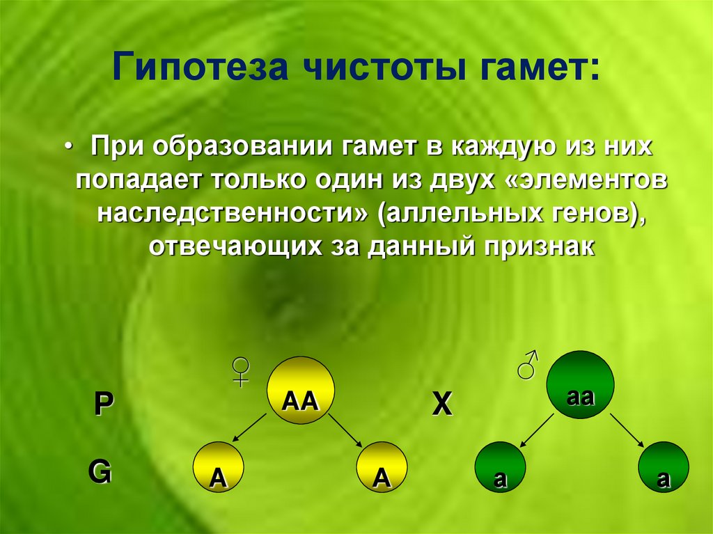 Гаметы образуемые при моногибридном скрещивании. Гипотеза чистоты гамет Менделя. Сущность гипотезы чистоты гамет. Схема гипотезы чистоты гамет. Цитологическое обоснование гипотезы чистоты гамет.