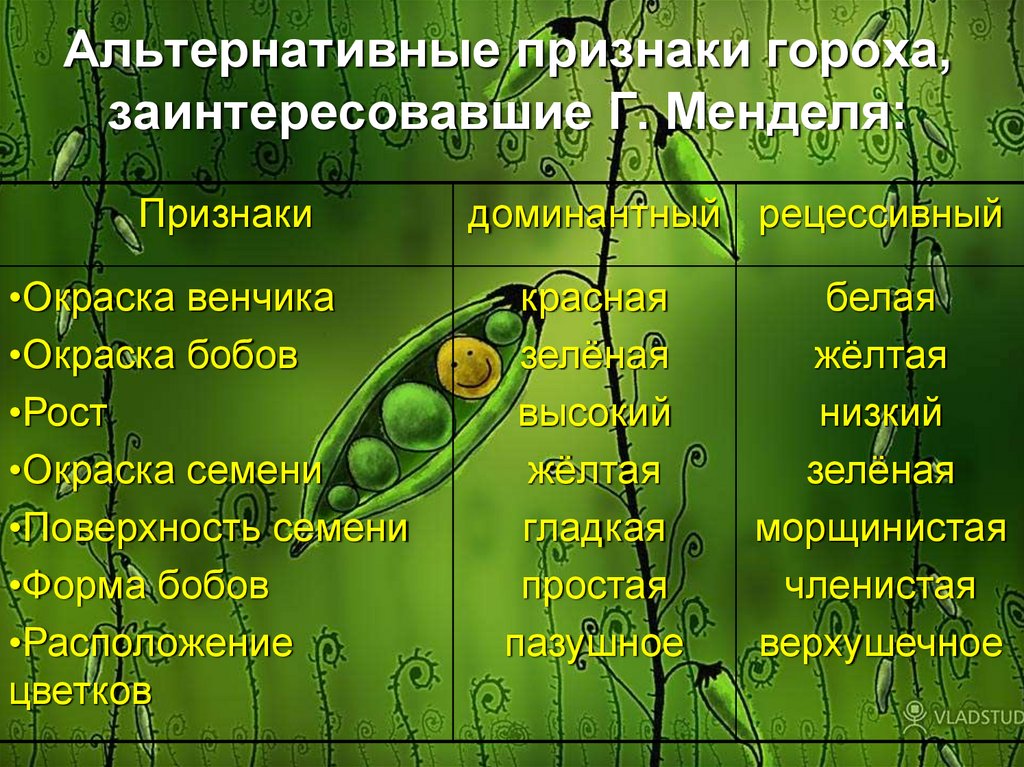 Зеленый горох доминантный. Отметь альтернативные признаки гороха. Горох Менделя. Методы Менделя. Альтернативные признаки гороха Менделя е класс.