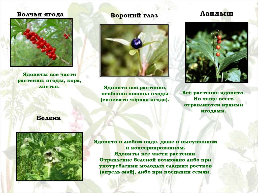 Ядовитые ягоды презентация