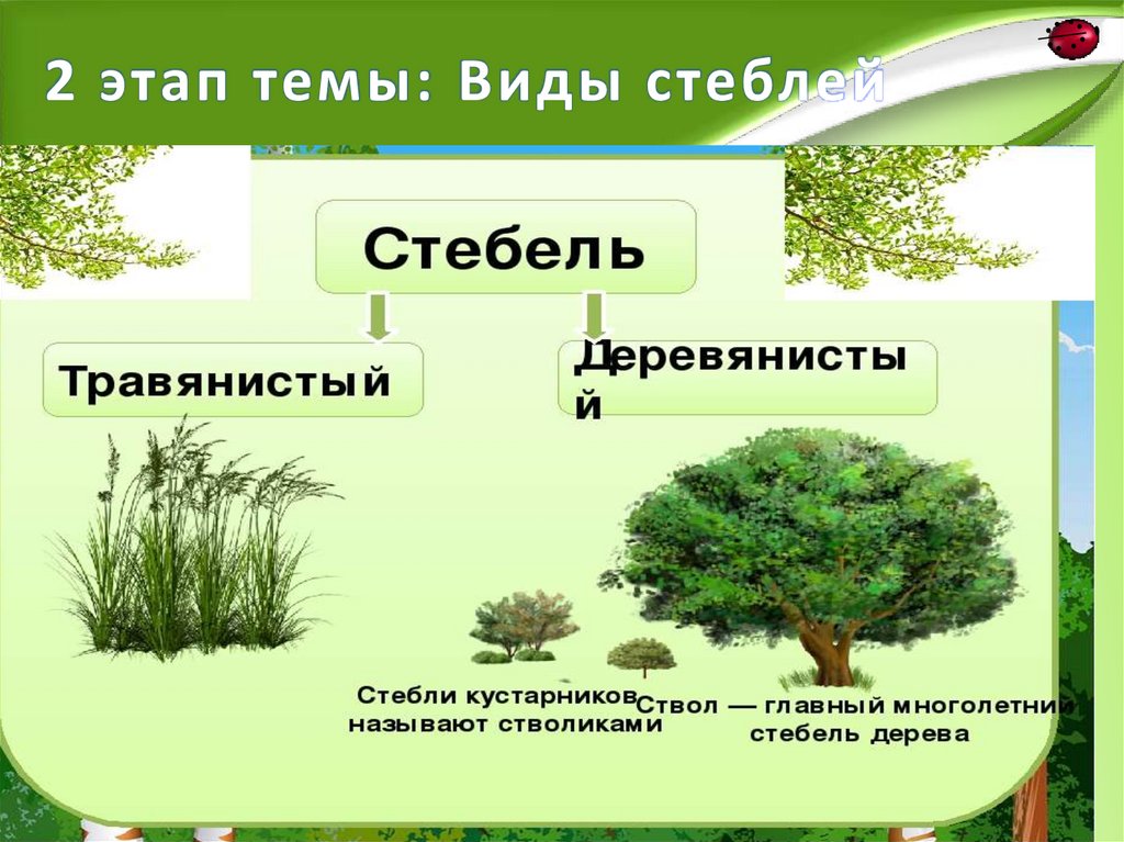 2 этап темы: Виды стеблей