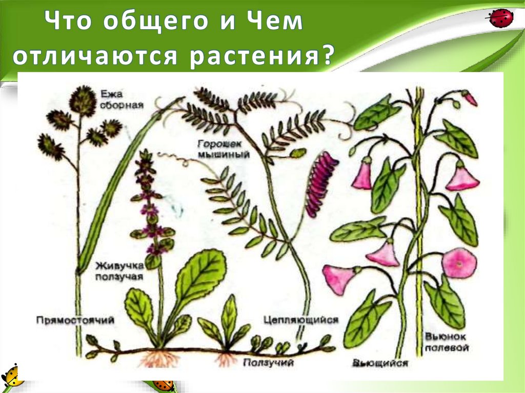 Что общего и Чем отличаются растения?