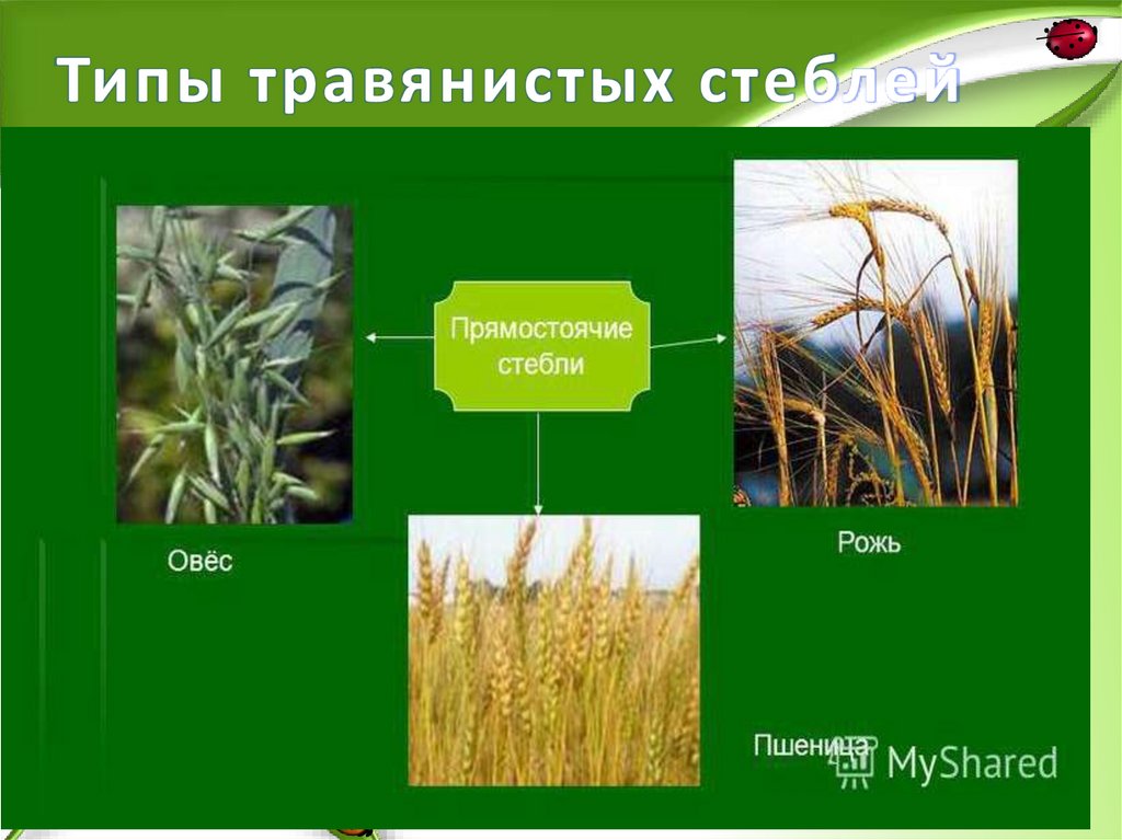 Типы травянистых стеблей