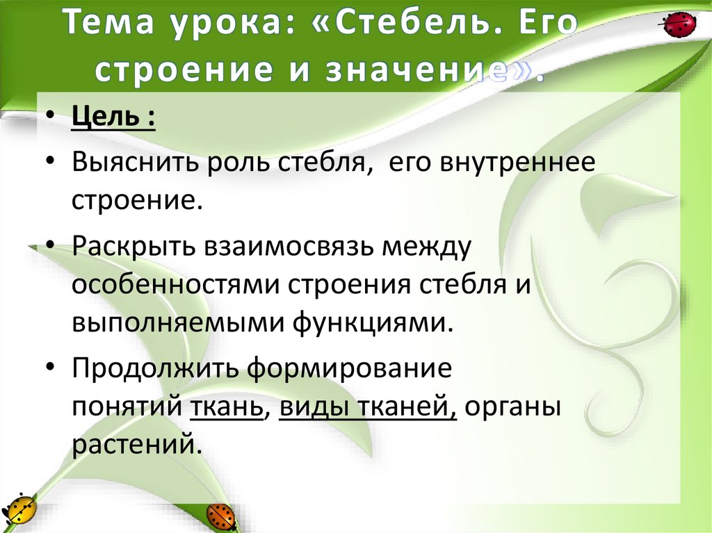 Тема урока: «Стебель. Его строение и значение».