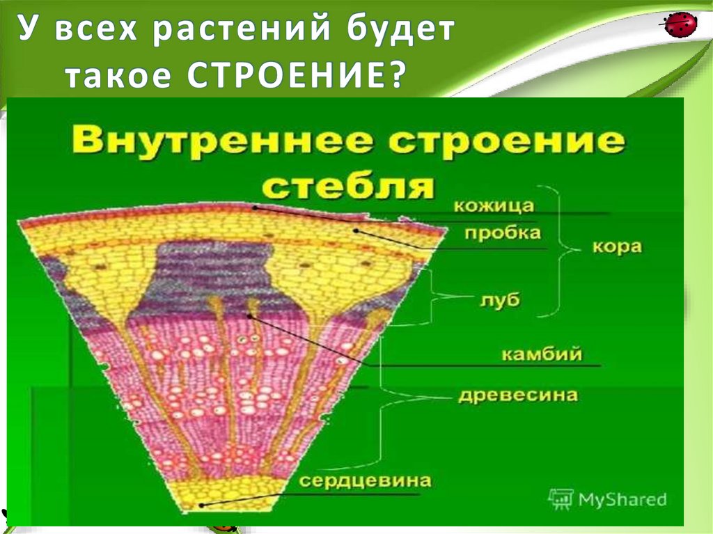 Файловые системы достоинства и недостатки. Что дает нам спорт. Единство клеточного строения организмов. Какие преимущества дает такое строение. Внутреннее и наружное оплодотворение у животных.