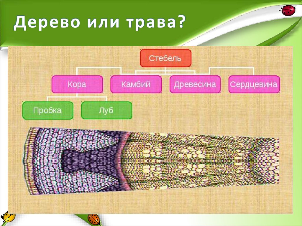 Дерево или трава?