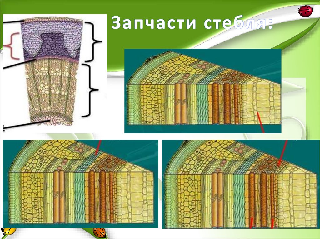 Запчасти стебля: