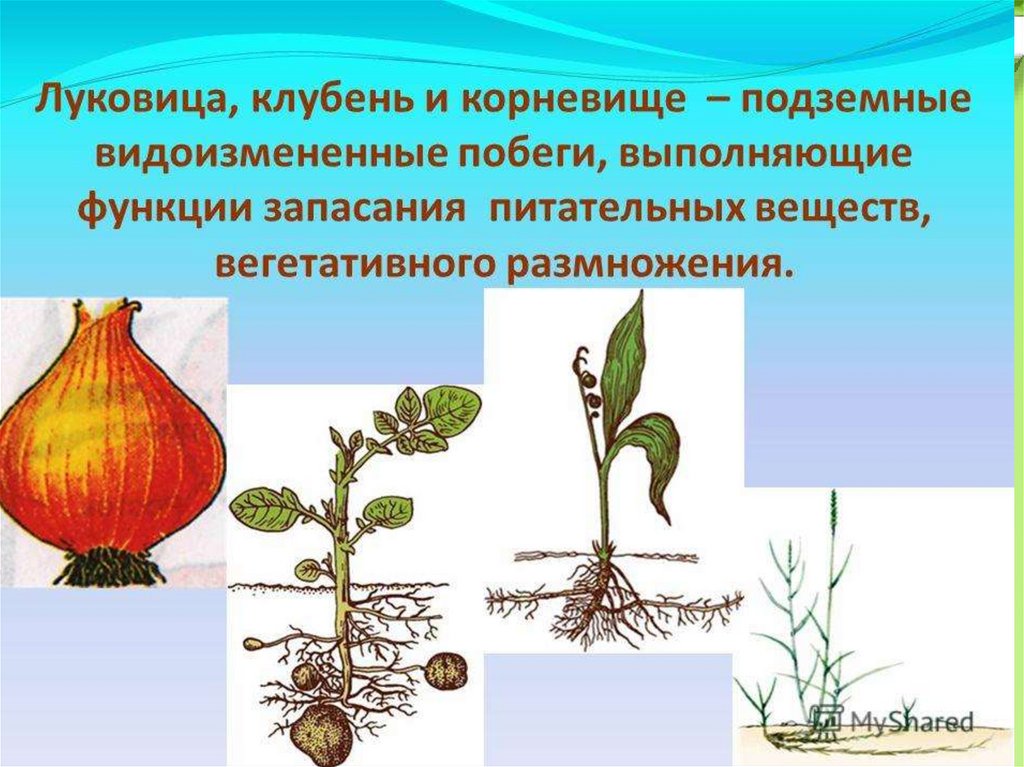 Стебель. Его строение и значение - презентация онлайн