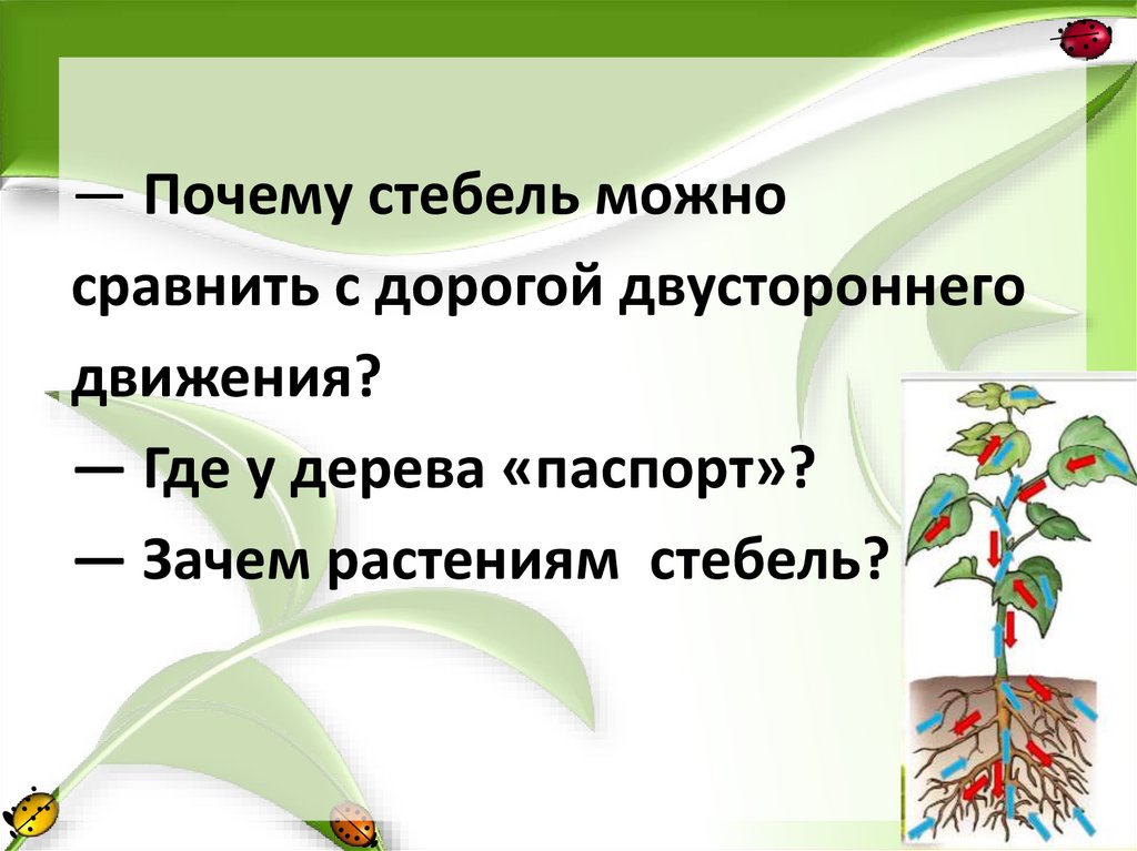 Стебель. Его строение и значение - презентация онлайн