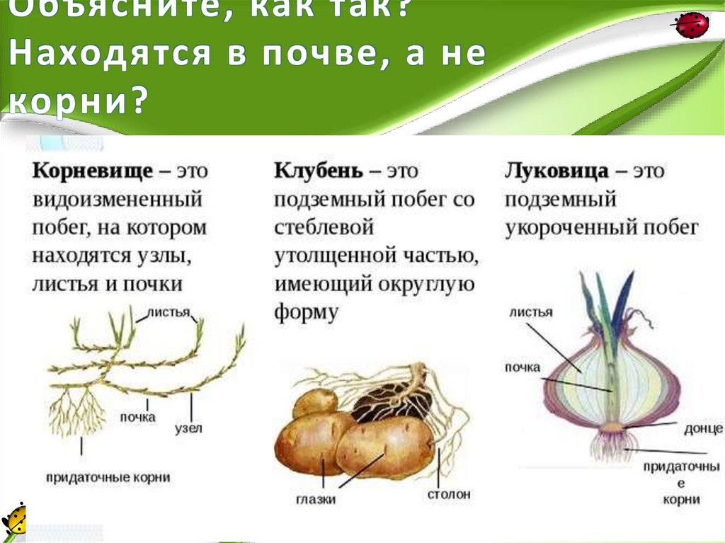Объясните, как так? Находятся в почве, а не корни?