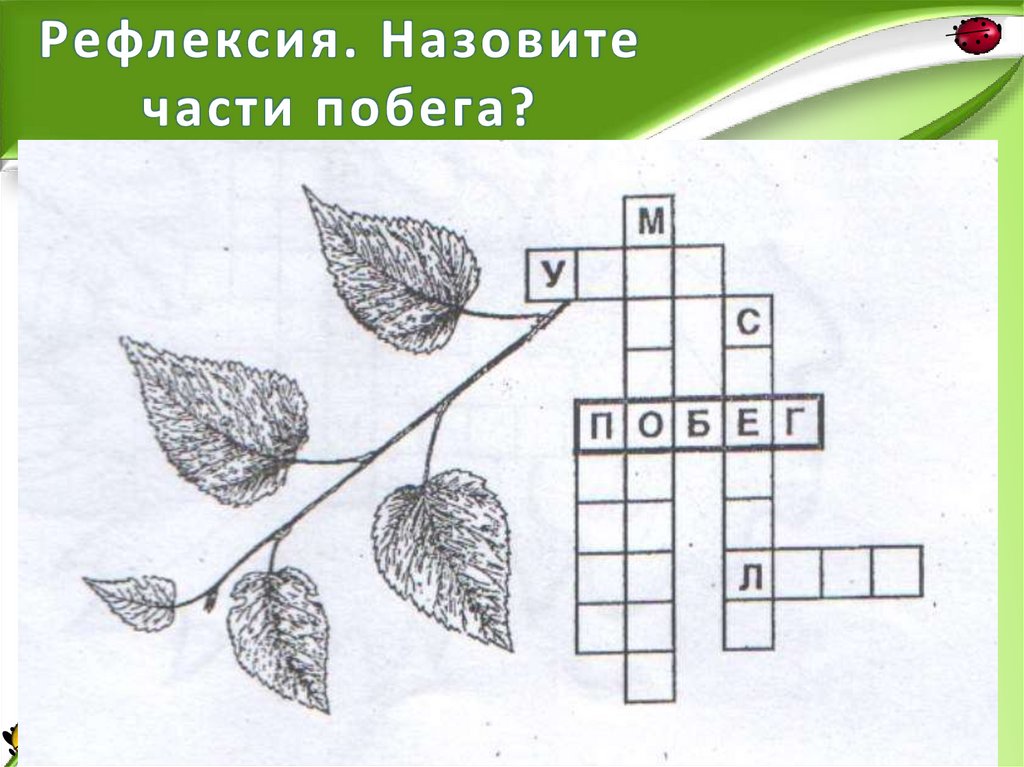 Рефлексия. Назовите части побега?