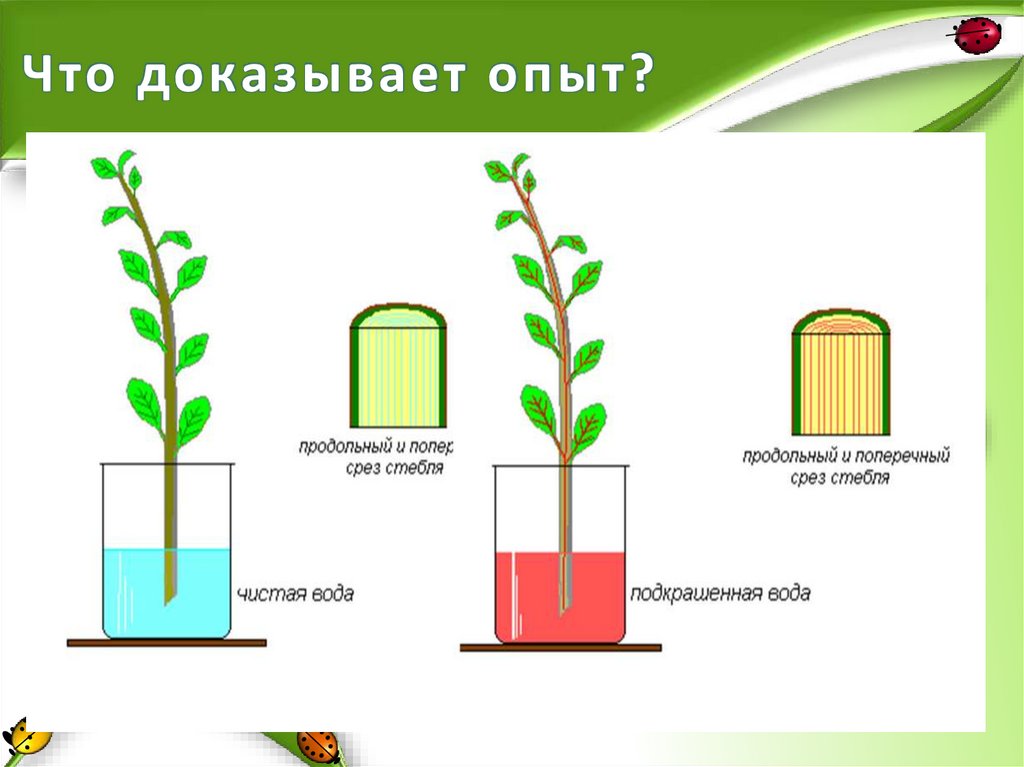 Что доказывает опыт?